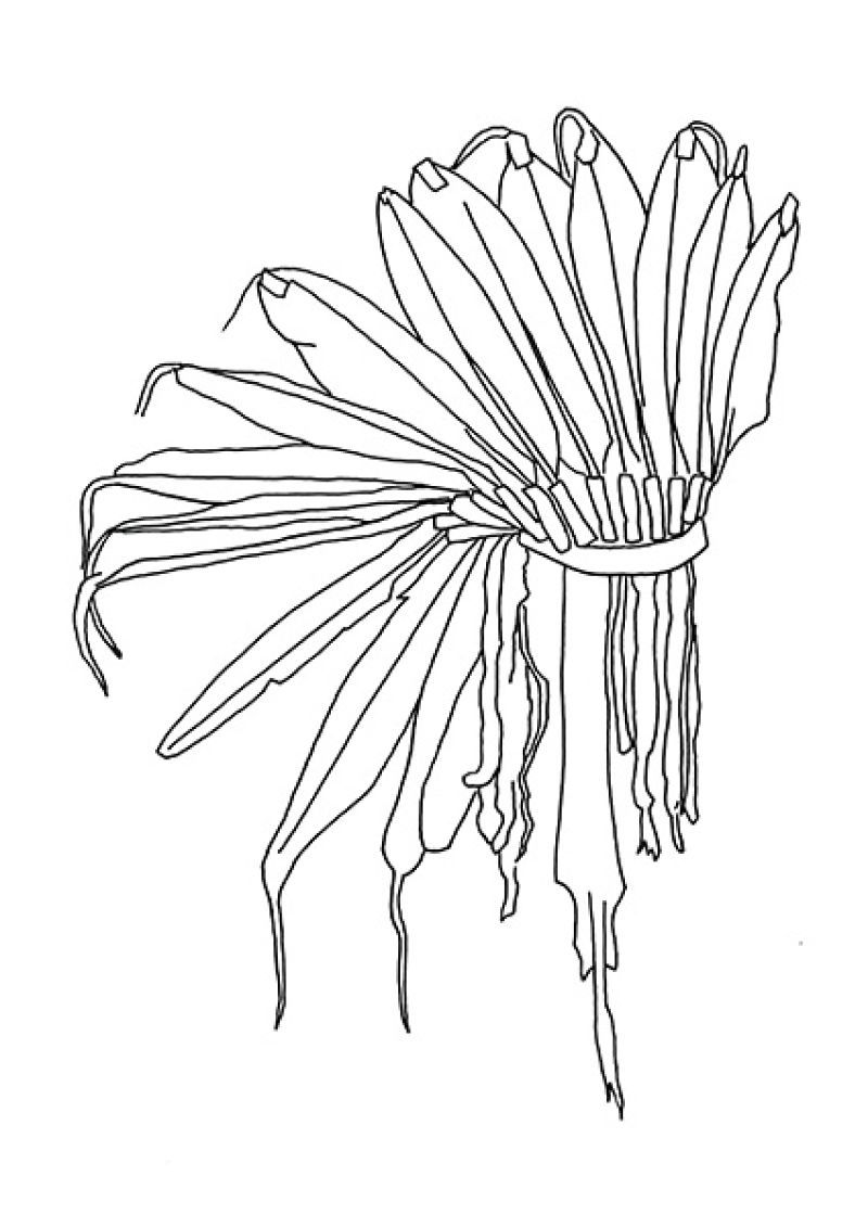 Heidi Wood: Collections francophones